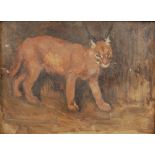 AR John Murray Thomson RSA RSW PSSA (1885-1974) Caracal oil on board, signed lower left 24.5cm x