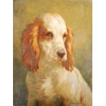 AR John Murray Thomson RSA RSW PSSA (1885-1974) Portrait of a spaniel oil on board, signed lower