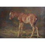 AR John Murray Thomson RSA RSW PSSA (1885-1974) Portrait of a foal oil on panel 22.5cm x 32cm