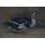 AR John Murray Thomson RSA RSW PSSA (1885-1974) Speckled duck watercolour 34.5cm x 50cm and