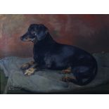 Early 20th century Scottish School Portrait of a dachshund oil on canvas 44cm x 59.5cm