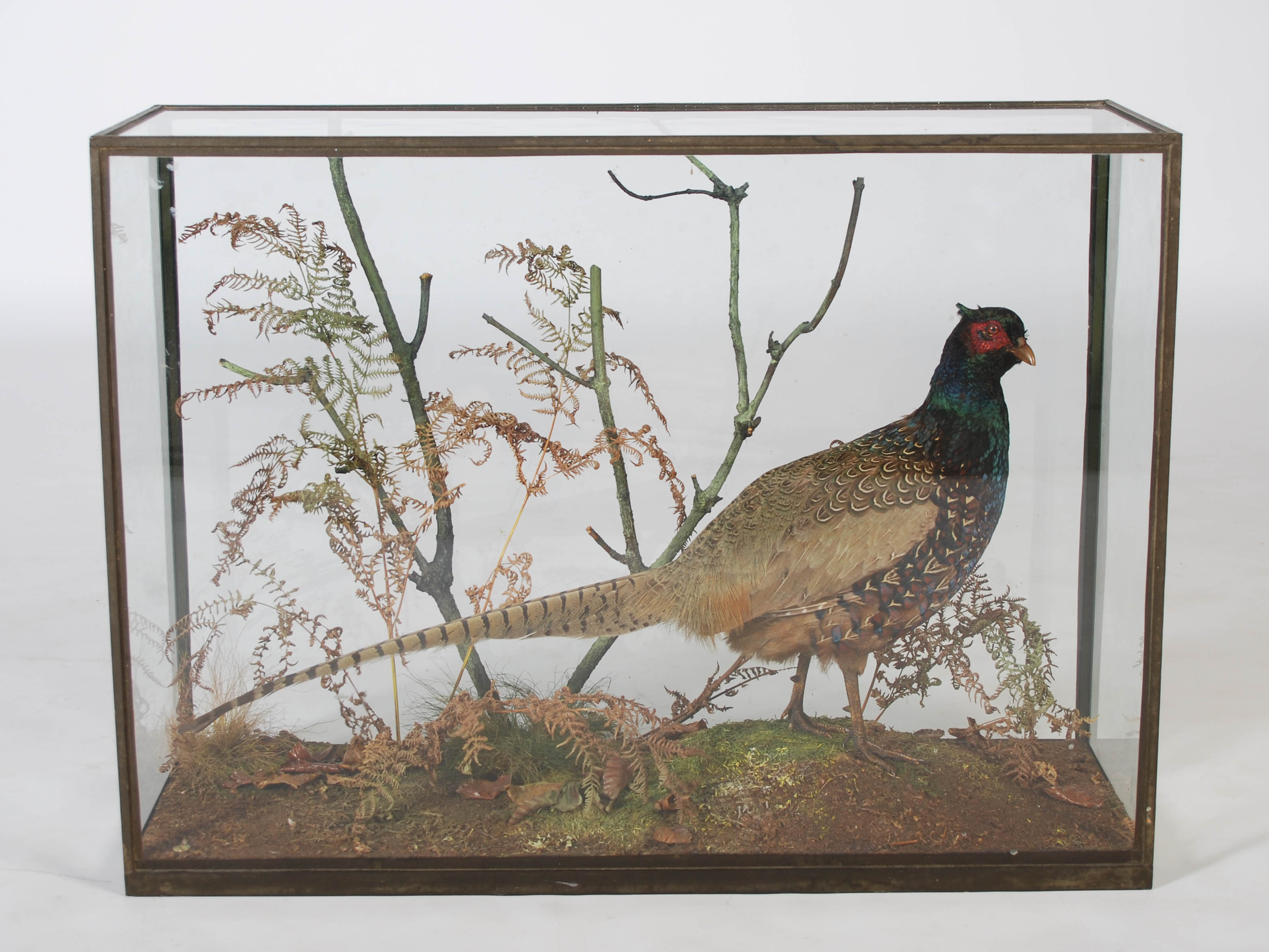 A Victorian taxidermy cock pheasant, Roland Ward, 167 Piccadilly, London, in glazed display case,