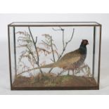 A Victorian taxidermy cock pheasant, Roland Ward, 167 Piccadilly, London, in glazed display case,
