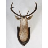 An early 20th century taxidermy stags head, with nine point antlers, mounted on oak shield inscribed
