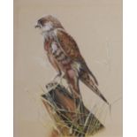 AR Edwin T. Chicken (b.1940) Kestrel watercolour, signed lower right 30.5cm x 24.5cm