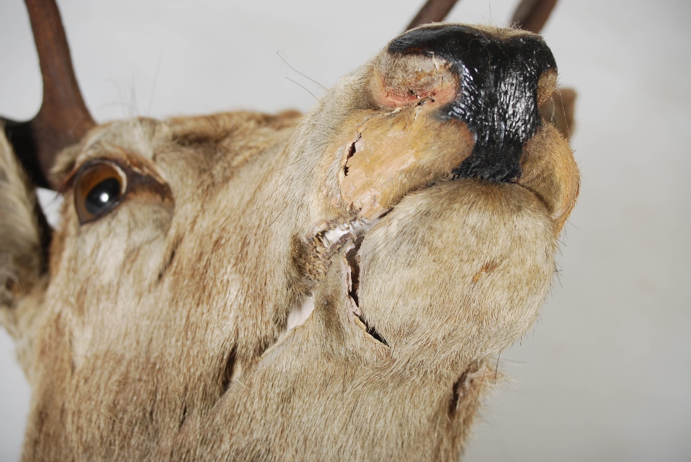 An early 20th century taxidermy stags head, with seven point antlers, mounted on oak shield - Image 3 of 4