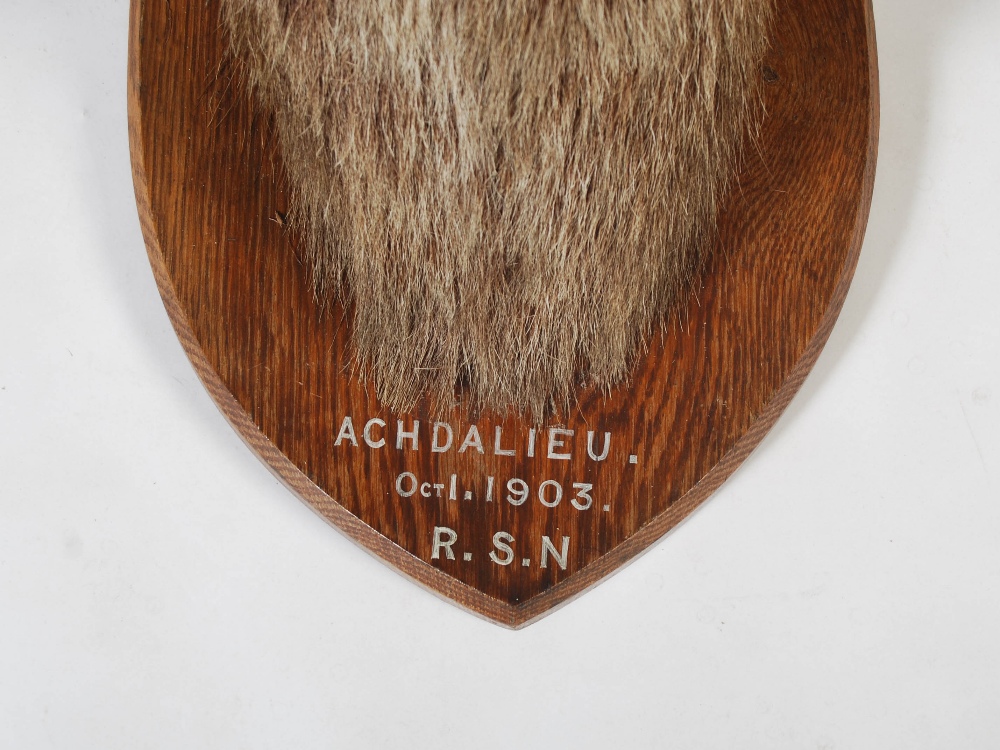 An early 20th century taxidermy stags head, with seven point antlers, mounted on oak shield - Image 2 of 4