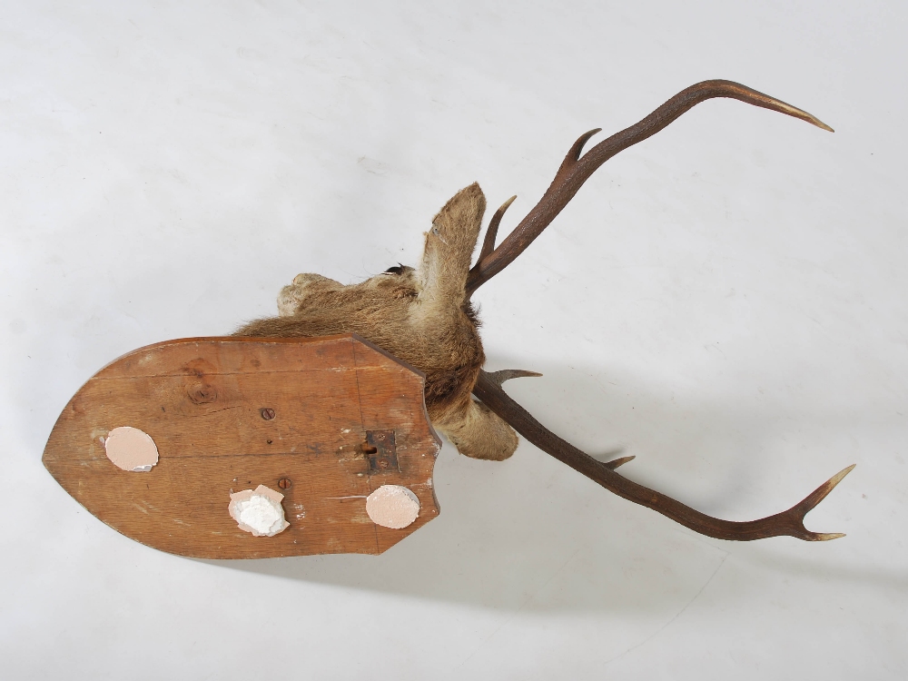 An early 20th century taxidermy stags head, with seven point antlers, mounted on oak shield - Image 4 of 4