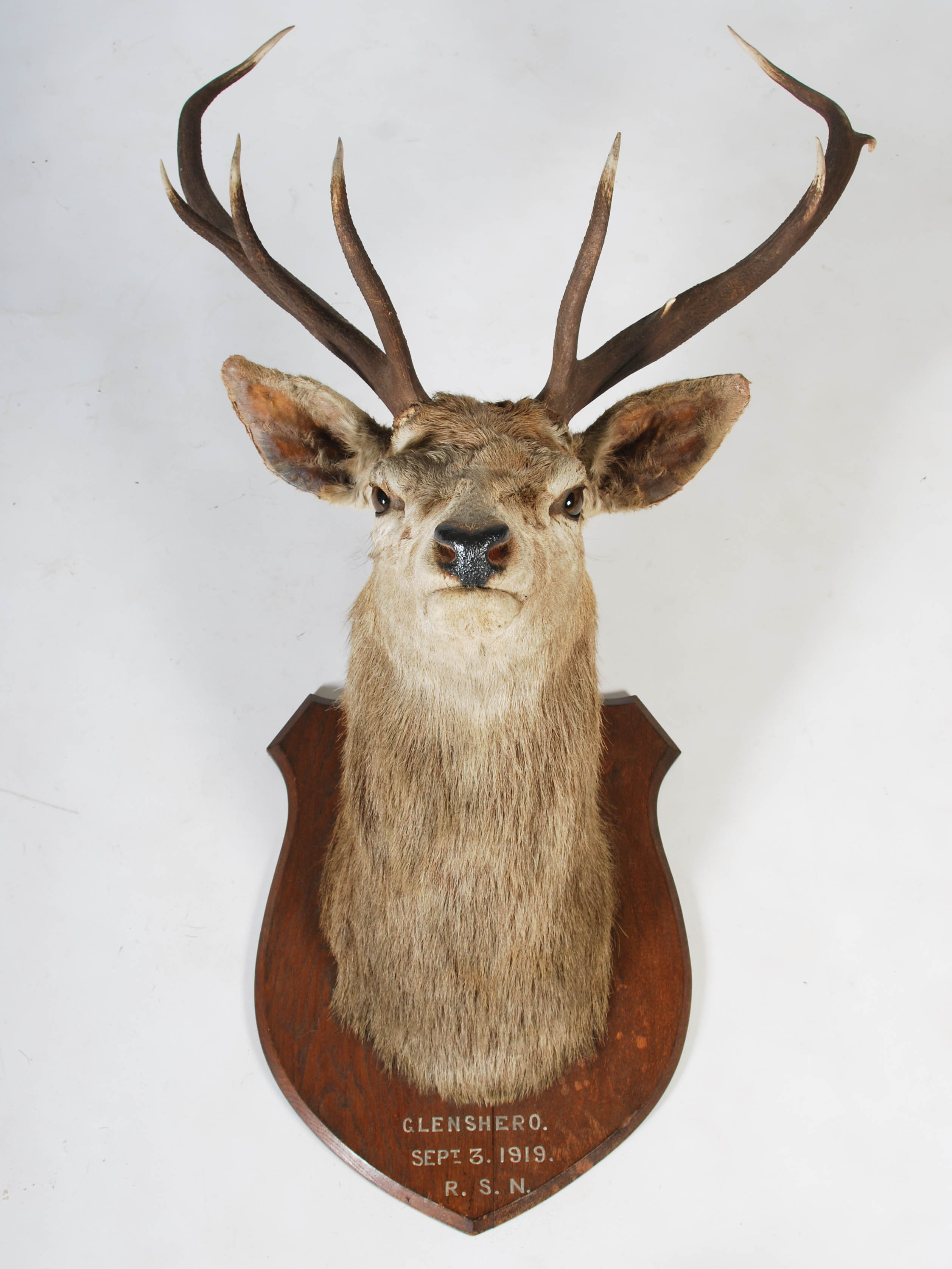 An early 20th century taxidermy stags head, with ten point antlers, mounted on oak shield