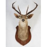 An early 20th century taxidermy stags head, with ten point antlers, mounted on oak shield