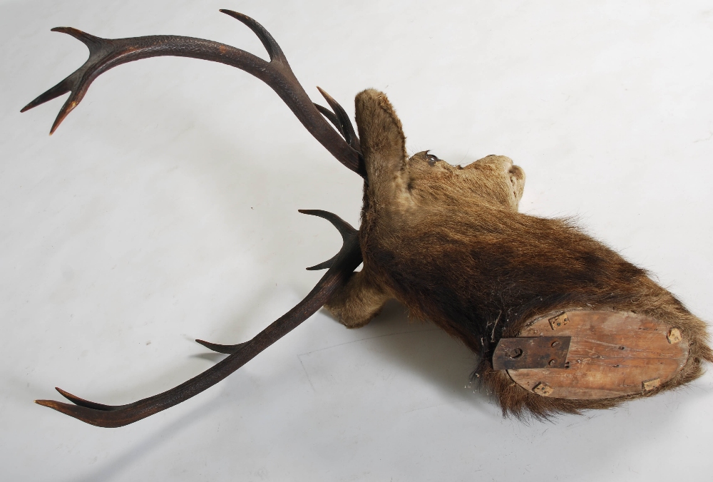 A late 19th/early 20th century taxidermy stags head, with eleven point antlers, 89cm high x 68cm - Image 2 of 2