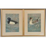 Ralston Gudgeon RSW (1910-1984) Tufted duck and another, a pair watercolours, both signed lower
