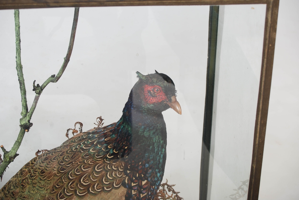 A Victorian taxidermy cock pheasant, Roland Ward, 167 Piccadilly, London, in glazed display case, - Image 2 of 3