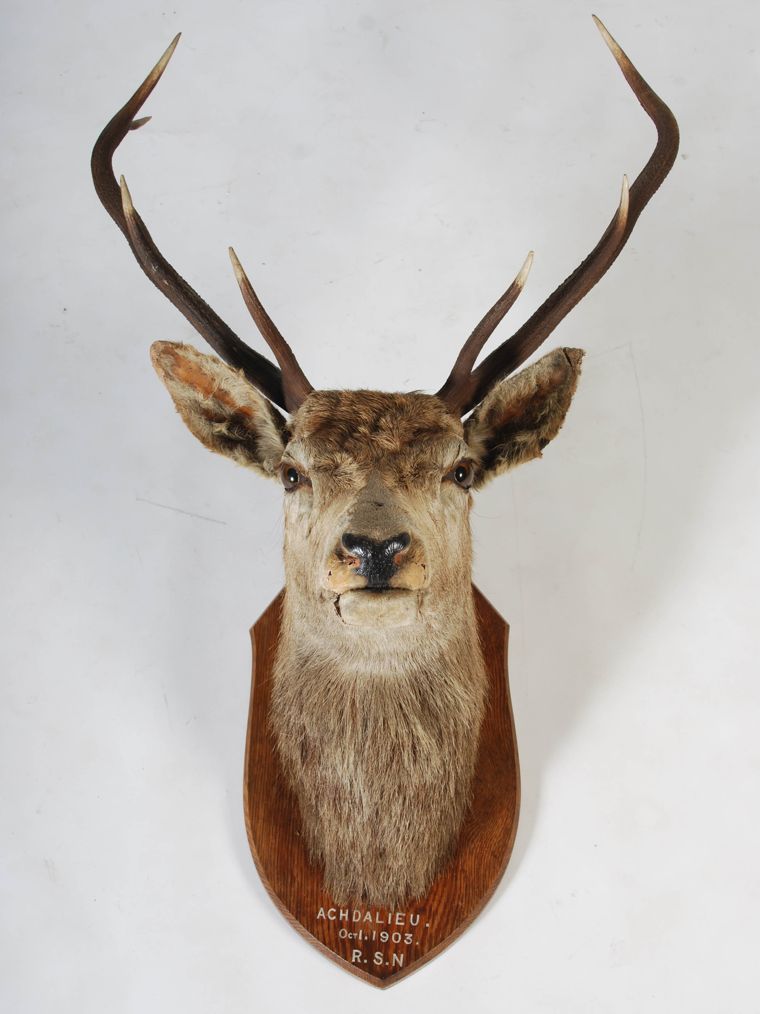 An early 20th century taxidermy stags head, with seven point antlers, mounted on oak shield