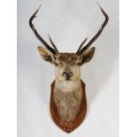 An early 20th century taxidermy stags head, with seven point antlers, mounted on oak shield