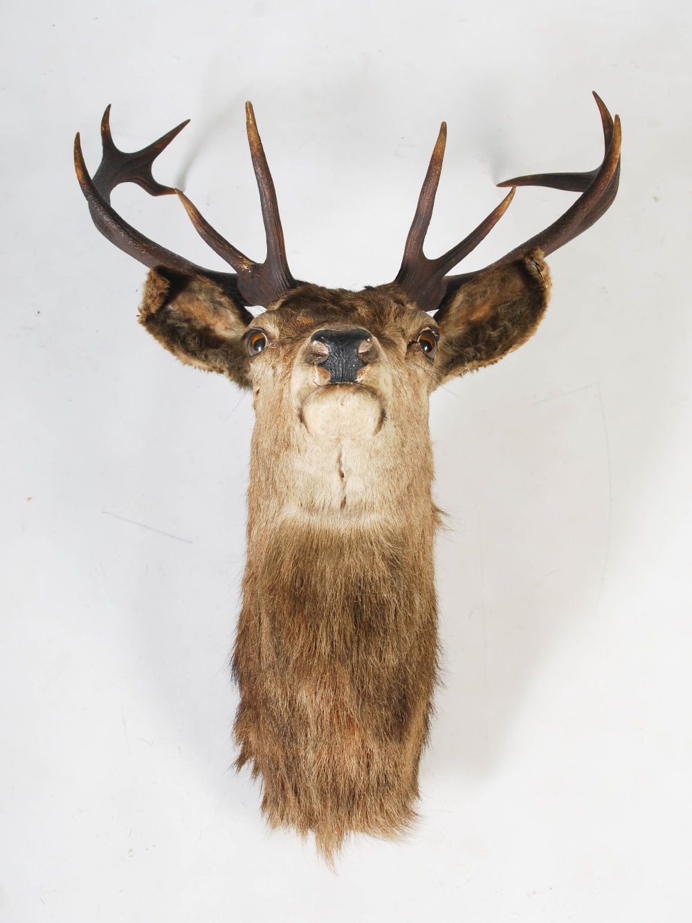 A late 19th/early 20th century taxidermy stags head, with eleven point antlers, 89cm high x 68cm