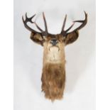 A late 19th/early 20th century taxidermy stags head, with eleven point antlers, 89cm high x 68cm