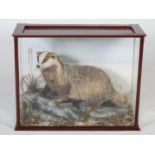 A Victorian taxidermy badger, in glazed display case, 80cm wide x 62cm high x 32cm deep