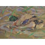 Ralston Gudgeon RSW (1910-1984) Mallard Duck watercolour, signed lower right 37cm x 50cm