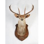An early 20th century taxidermy stags head, with nine point antlers, mounted on oak shield inscribed