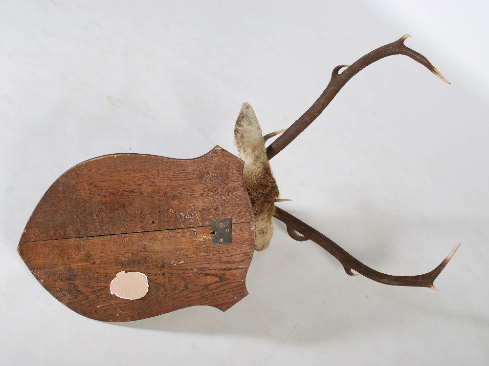 An early 20th century taxidermy stags head, with ten point antlers, mounted on oak shield - Image 3 of 3