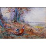 AR James Stinton (1870-1961) Cock and Hen Pheasant in a woodland landscape, and another, a pair