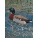 AR Ralston Gudgeon RSW (1910-1984) Mallard Drake and Shoveller Drake, a pair watercolours, both