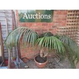 Big fern in pot