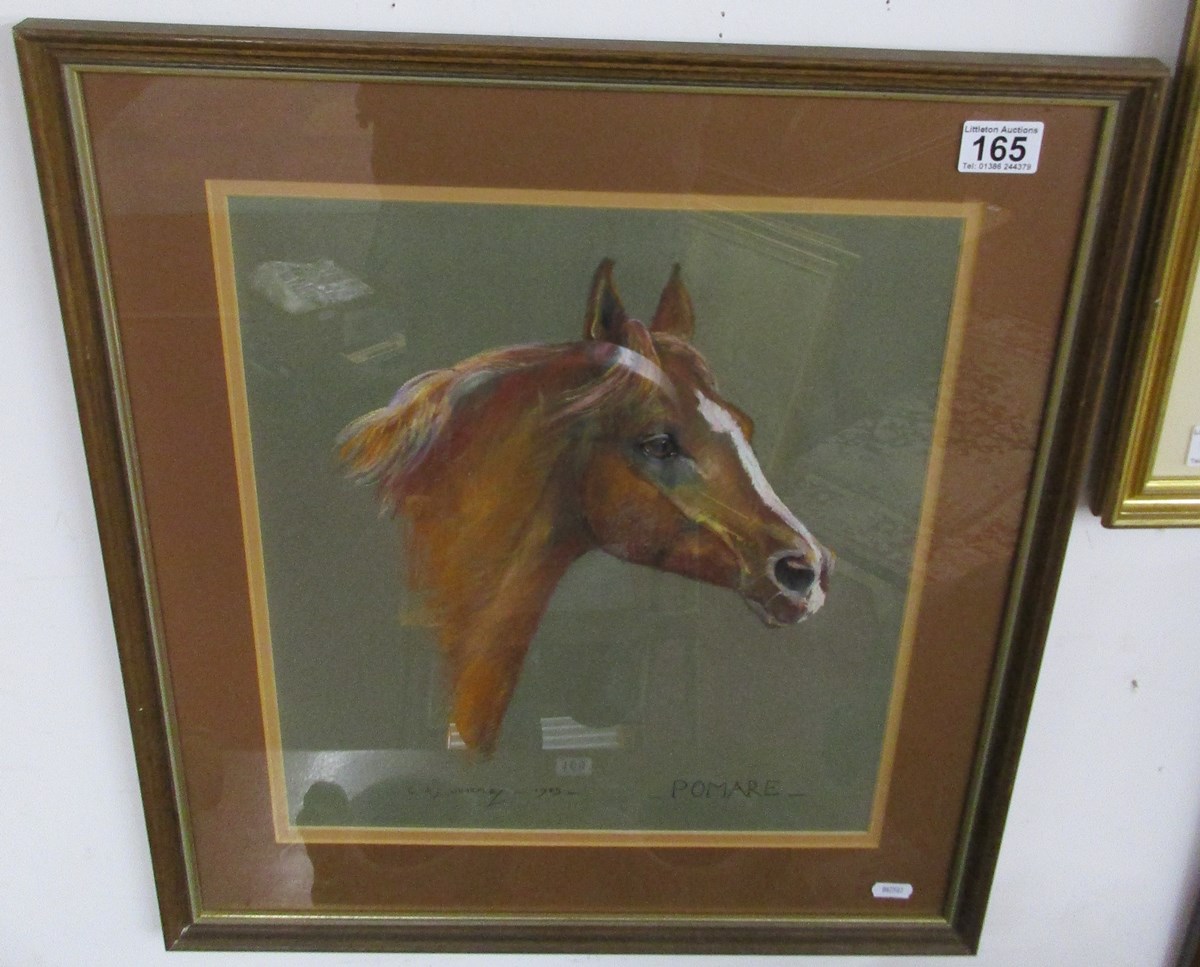 Portrait of Arab stallion - 'Pomare' signed C.A. Sharpley