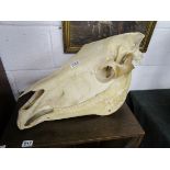 Old horse skull