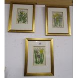 3 19C coloured botanical prints in gilt frames