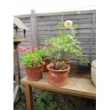 2 pairs of terracotta planters