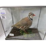 Taxidermy - Cased Red Leg Partridge