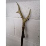 A horn handled walking stick