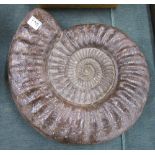 Large Ammonite - authenticity not guaranteed!