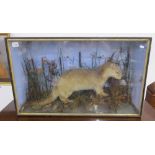 Taxidermy cased otter