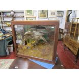 Taxidermy Bird of prey in glass case