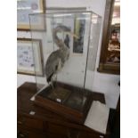 Taxidermy Stork in glass case