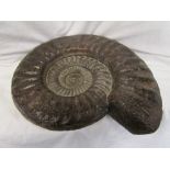 Large composite cast of an Ammonite fossil - Approx 43cm at widest point
