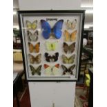 Cased butterflies