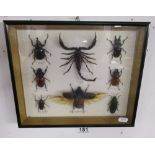 Framed collection of large insects