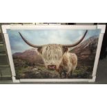 HIGHLAND CATTLE PHOTOPRINT, on tempered glass, 80cm x 120cm.