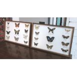 BUTTERFLY COLLECTIONS, two, in glazed cases, 46cm x 30.5cm.