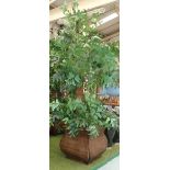 ARTIFICIAL TREE, in Asian style wicker pots, 260cm H approx.