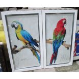 21ST CENTURY PARROT PICTURES, a pair, 100cm x 50cm, framed and glazed.