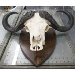 BUFFALO SKULL, mounted on a plaque, 72cm H.