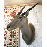 AFRICAN ELAND TAXIDERMY, 130cm H approx.