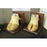 BULLOCK BOOKENDS, a pair, Charolais bullock feet with polished metal caps on burr veneered mounts,