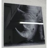 20TH CENTURY PHOTO PRINT, of a Rhino on acrylic, 80cm x 80cm.