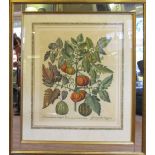 A PAIR OF FLORAL PRINTS, 'Poma amoris fructu luteo' and 'Iasminium indicum flore' 52cm x 44cm each,